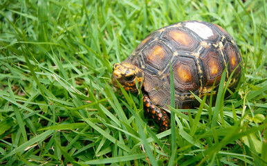 Pquena tartaruga no gramado do jardim