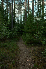Vertical image of narrow path leading through green trees in mixed woods with fresh chilly air, blue sky in background. Journey, hiking, adventure, nature and wilderness concept. Nobody around