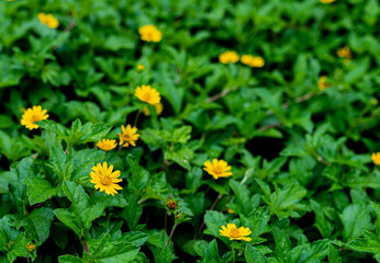 yellow flowers in the grass