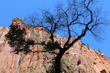 scenic Trails in Zion National Park, Utah