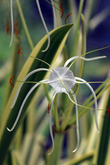 The flower and foliage of variegated Caribbean spider lily (Hymenocallis caribaea 'Variegata')