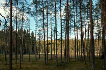 Obraz premium Horizontal shot of tall pines growing in rows withclearing and vast blue shy in background. Sunny morning in forest or national park. Tourist hiking destinations, wild nature and environment concept