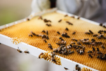 Beehive apiary