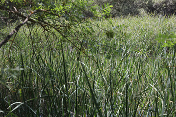 El Pardo, Rio. Manzanares