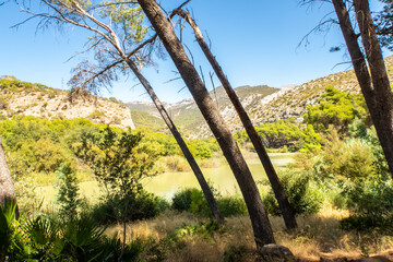 Inclined deciduous tree trunks in El Caminito del Rey in El Chorro gorge in Andalusia, southern Spain. Mountain landscape and meadows in the background, sunny summer day, blue sky, Spain.