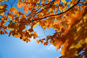 Autumn leaf color in the forest in Ontario, Canada.