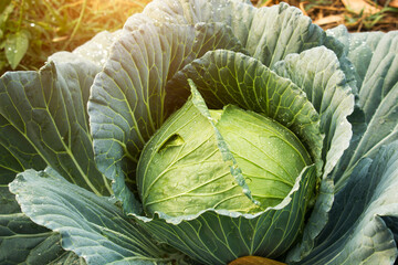 Green cabbage in the garden