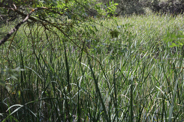 El Pardo, Rio. Manzanares