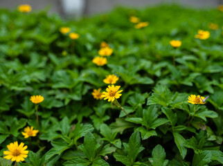 yellow flowers in the garden