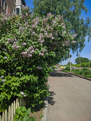 Typical Russian courtyard with lilac bushes in Kamen-na-Obi, Altai, Russia. Vertical.