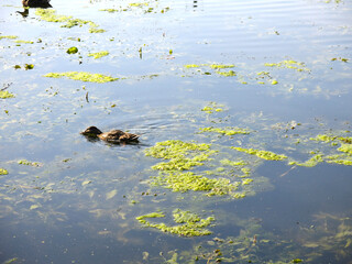 wild ducks swim in a summer pond