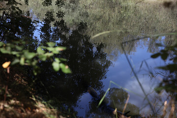 Reflejo Paisaje rio Manzanares El Pardo