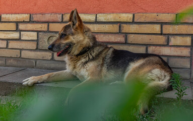 german shepherd dog sitting