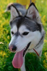 Young husky dog  on the green grass