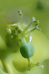Cypress Spurge (Euphorbia cyparissias). Cyathia Closeup