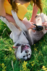 young husky dog lying on grass