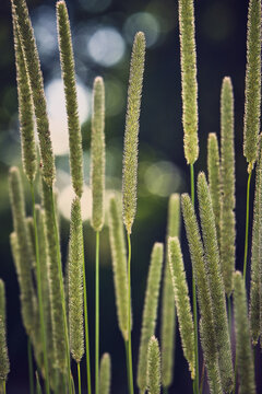 Timothy Grass Phleum pratense closeup of flowering spikes