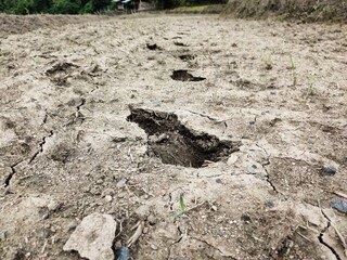 soil