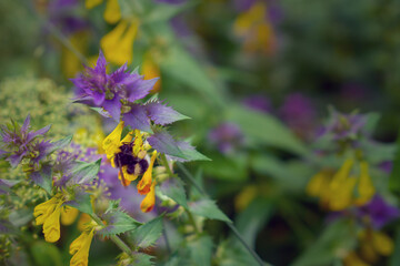 Striped bumblebee sits in a yellow flower with purple-green leaves.