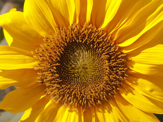 Bright yellow and orange sunflower at blue sky. Close up