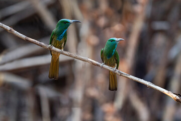 Blue - bearded Bee - eater