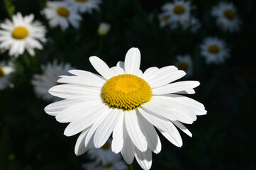 white daisy in the garden