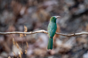 Blue - bearded Bee - eater