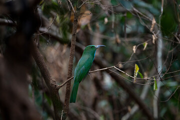 Blue - bearded bee - eater