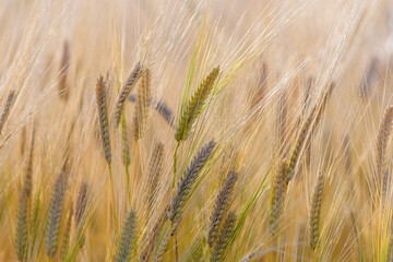 Ripe barley ears, Barley field