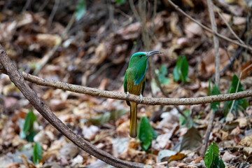 Blue - bearded bee - eater