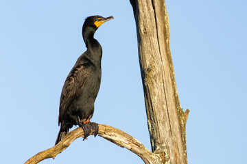 Double-crested Cormorant in the morning sun
