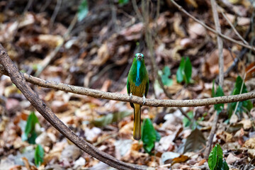 Blue - bearded bee - eater