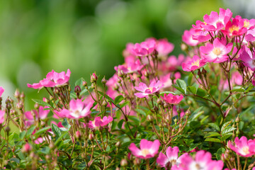 Pink miniature roses flowers, single flower rose