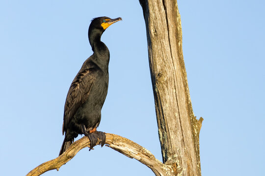 Double-crested Cormorant in the morning sun