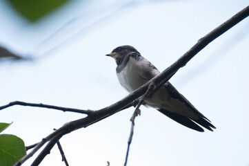 close up photo of a baby swallow bird sitting on a tree branch waiting to feed against a blue sky