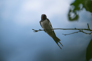 photo close up of an adult bird a swallow sitting on a small tree branch against a blue sky