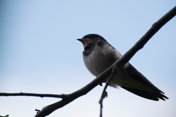 close up photo of a baby swallow bird sitting on a tree branch waiting to feed against a blue sky