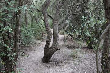 El Pardo