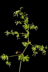 Small-Flowered Crane's-Bill (Geranium pusillum). Habit