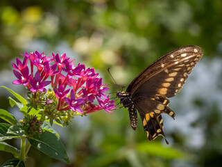 Butterfly on red flower in garden,