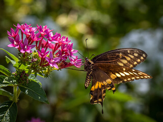 Butterfly on red flower in garden,