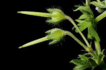 Small-Flowered Crane's-Bill (Geranium pusillum). Young Fruit Closeup