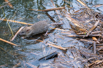 Brown rat, Rattus norvegicus, foraging amongst undergrowth