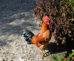 rooster in the farm