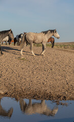 Wild Horse at a Desert Waterhole in Utah