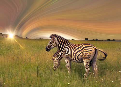 zebra at sunset, digital art and photo combination.