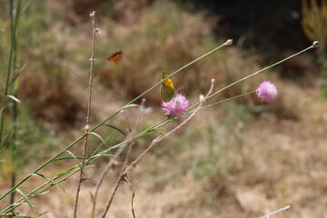 Mariposa El Pardo