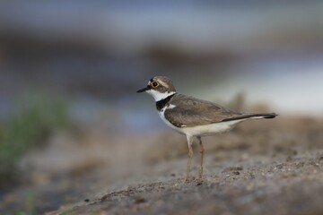 Little-ringed Plover, Charadrius dubius, in the nature habitat. wilife scene fron nature habitat,