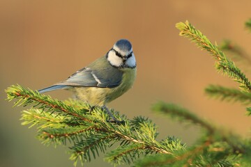 Obraz premium blue tit sitting on the spruce twig. Wildlife scene from nature. Parus caeruleus.