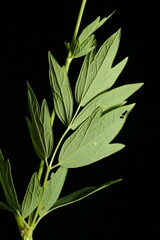 Common Meadow-Rue (Thalictrum flavum). Leaf Closeup